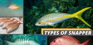 collage of different types of snapper