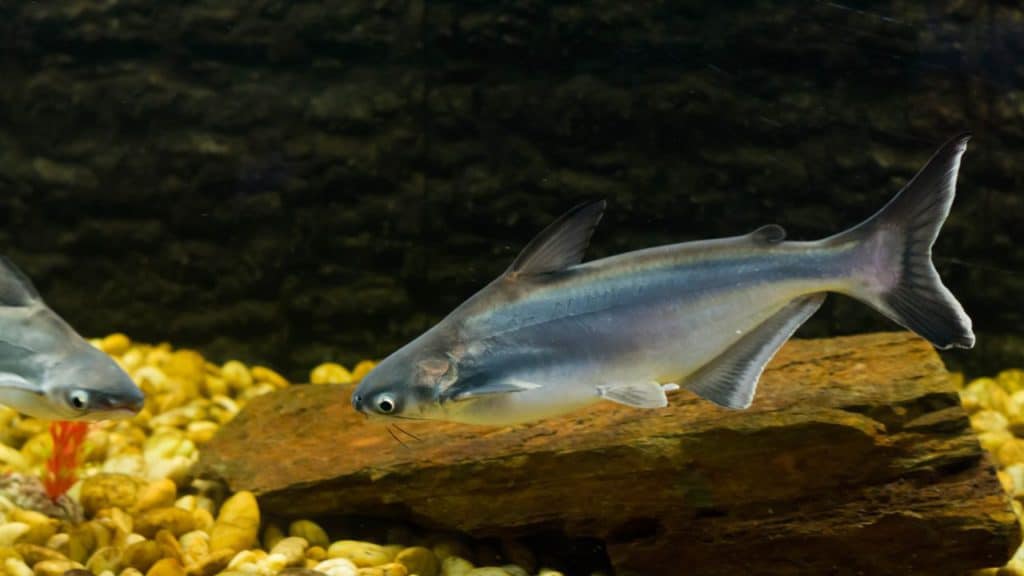 photo of a pangasius fish in an aquarium