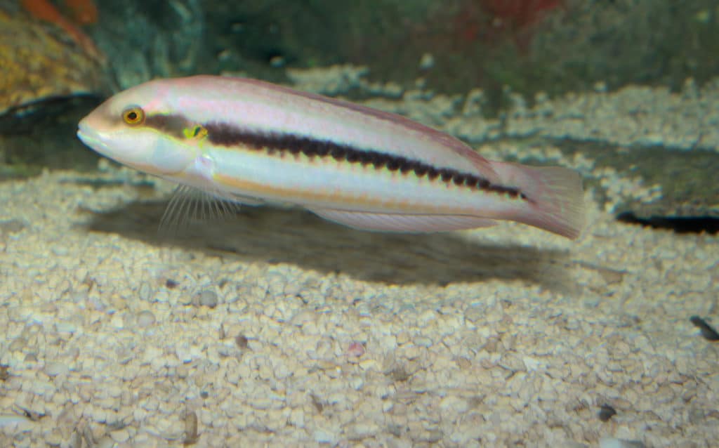 Photo of a slippery dick fish