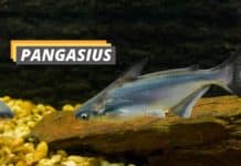 Pangasius fish featured image from Fished That.