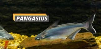 Pangasius fish featured image from Fished That.