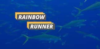 Rainbow runner featured image from Fished That.