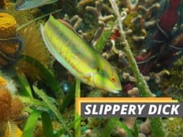 slippery dick featured image from Fished That.
