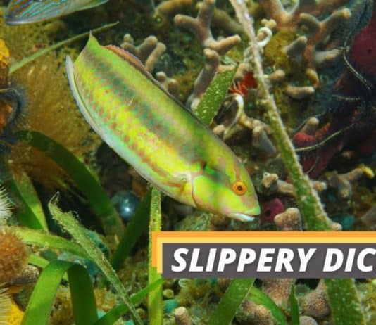 slippery dick featured image from Fished That.