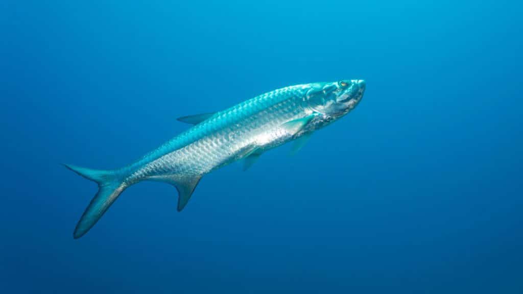 A photo of a tarpon swimming in the ocean