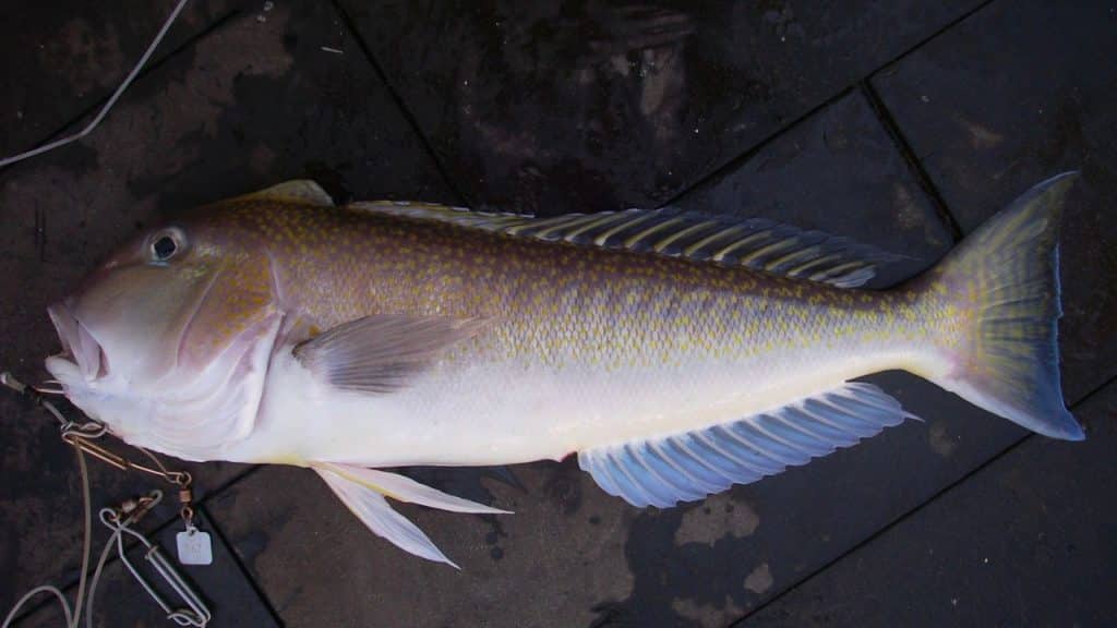 picture of a golden tilefish