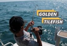 golden tilefish featured image from Fished That