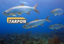 Featured image about tarpon fish