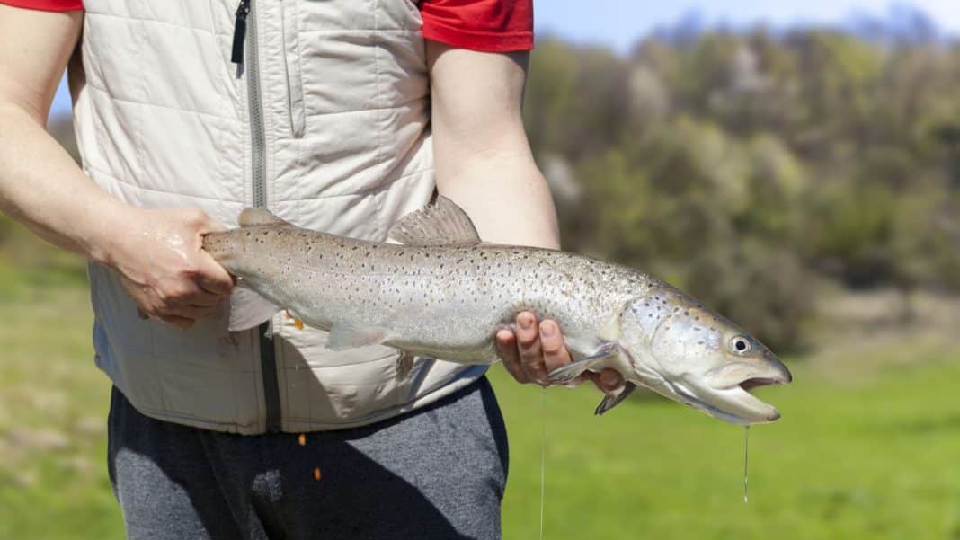 Tilapia vs. Salmon 7 Differences Explained Fished That