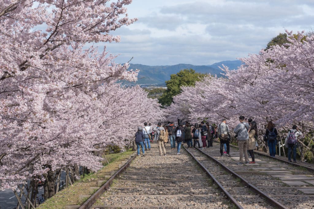 Kyoto, Japan April 5, 2016: Keage Incline With Sakura (cherry