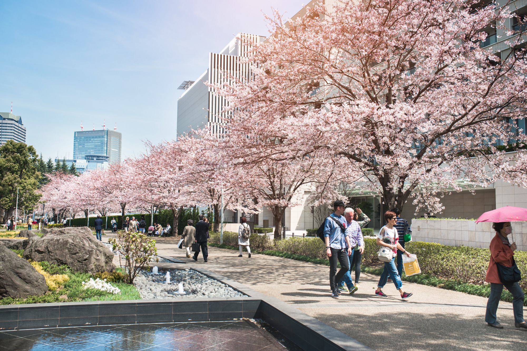 Tokyo Midtown, Japan April 1st: Spring Sakura Cherry Blossoms