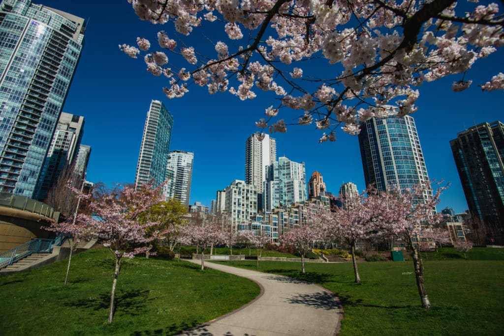 Cherry Blossoms in Vancouver, BC