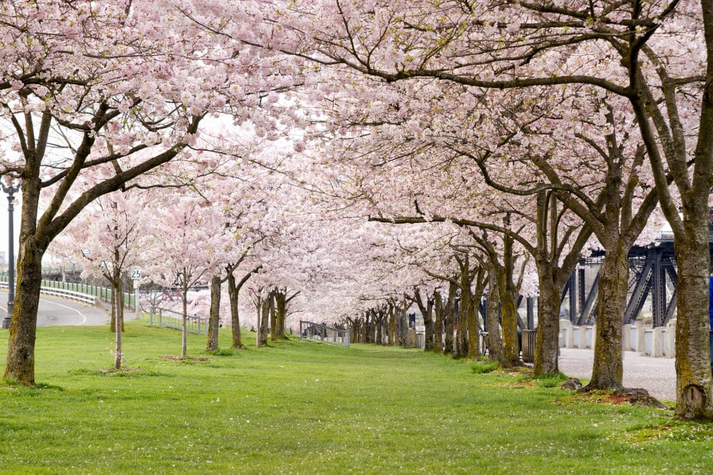 Cherry Blossom Trees In Waterfront Park